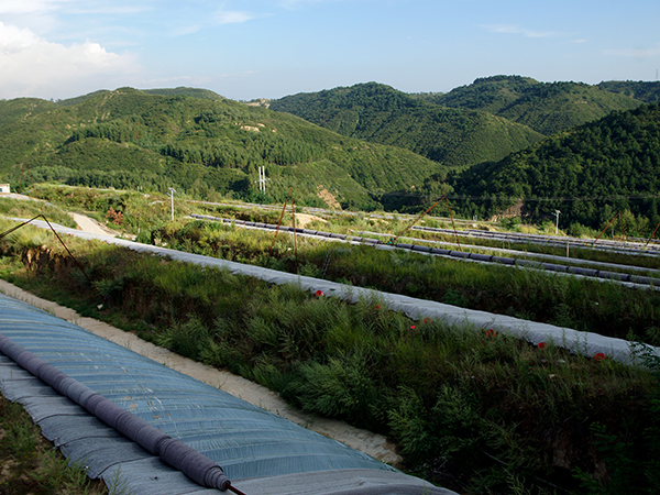 蘆薈基地