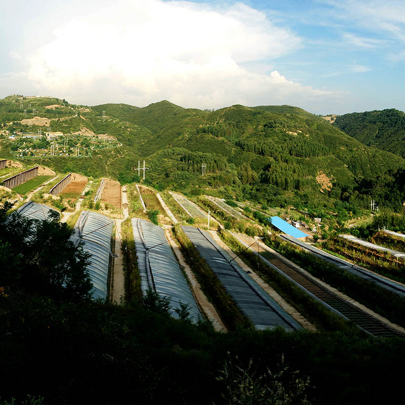 蘆薈基地